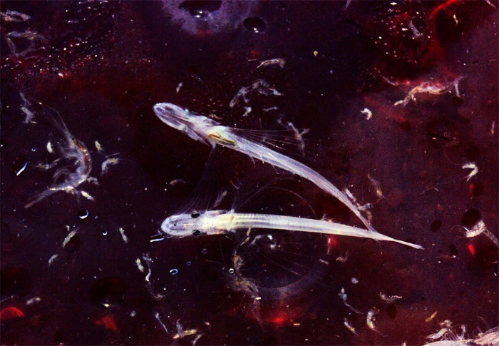 Новорожденные малыши-голомята выглядят так. С самого рождения они готовы к самостоятельной жизни.