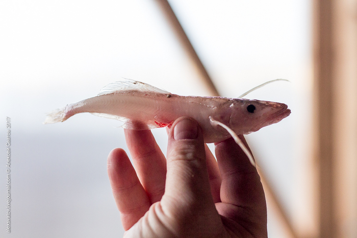 Эта рыба вынашивает 4000 детей одновременно. А мы жалуемся, что одного ребенка родить сложно!