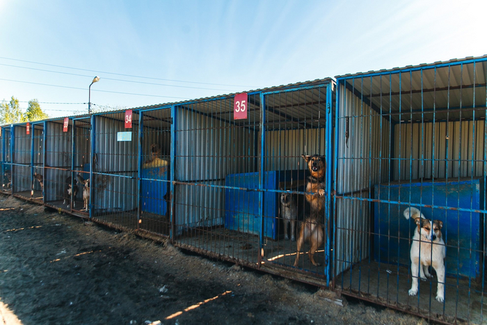 Собаки из приюта живут вот в таких вальерах. На то, чтобы их построить, требуется немалая сумма!