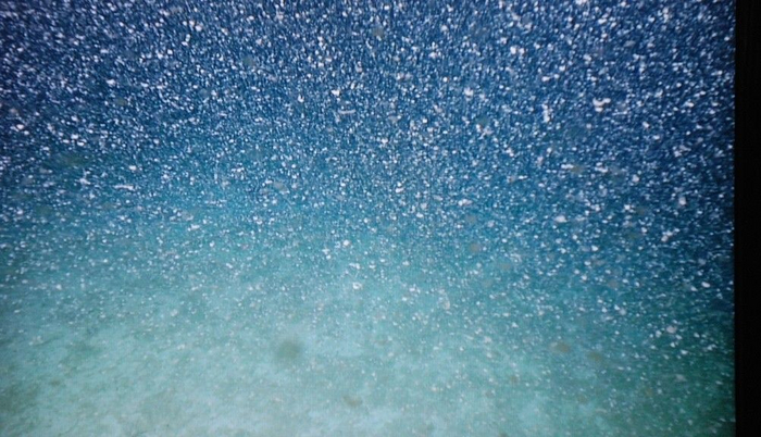 Зона кислородного минимума: Мёртвая вода в океане. 99% морских животных погибает здесь за минуты Океан, Морские обитатели, Кислородное голодание, Животные, Дикие животные, Яндекс Дзен, Яндекс Дзен (ссылка), Длиннопост, Мертвая вода Зона кислородного минимума: Мёртвая вода в океане. 99% морских животных погибает здесь за минуты Океан, Морские обитатели, Кислородное голодание, Животные, Дикие животные, Яндекс Дзен, Яндекс Дзен (ссылка), Длиннопост, Мертвая вода