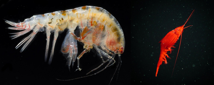 Зона кислородного минимума: Мёртвая вода в океане. 99% морских животных погибает здесь за минуты Океан, Морские обитатели, Кислородное голодание, Животные, Дикие животные, Яндекс Дзен, Яндекс Дзен (ссылка), Длиннопост, Мертвая вода Зона кислородного минимума: Мёртвая вода в океане. 99% морских животных погибает здесь за минуты Океан, Морские обитатели, Кислородное голодание, Животные, Дикие животные, Яндекс Дзен, Яндекс Дзен (ссылка), Длиннопост, Мертвая вода