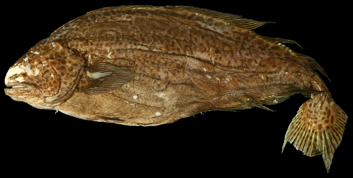 Зона кислородного минимума: Мёртвая вода в океане. 99% морских животных погибает здесь за минуты Океан, Морские обитатели, Кислородное голодание, Животные, Дикие животные, Яндекс Дзен, Яндекс Дзен (ссылка), Длиннопост, Мертвая вода Зона кислородного минимума: Мёртвая вода в океане. 99% морских животных погибает здесь за минуты Океан, Морские обитатели, Кислородное голодание, Животные, Дикие животные, Яндекс Дзен, Яндекс Дзен (ссылка), Длиннопост, Мертвая вода