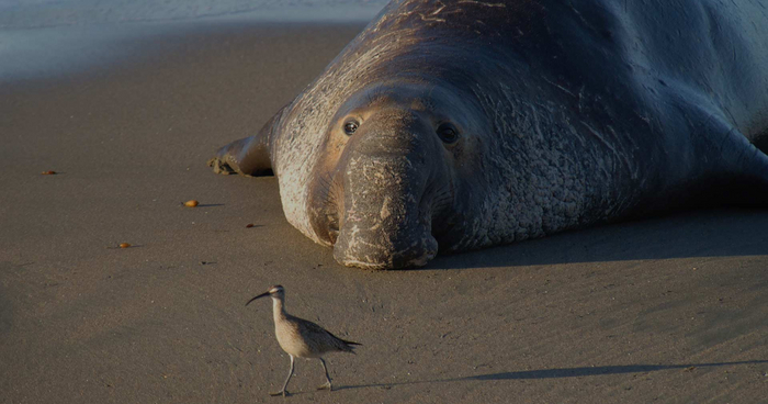 Зона кислородного минимума: Мёртвая вода в океане. 99% морских животных погибает здесь за минуты Океан, Морские обитатели, Кислородное голодание, Животные, Дикие животные, Яндекс Дзен, Яндекс Дзен (ссылка), Длиннопост, Мертвая вода Зона кислородного минимума: Мёртвая вода в океане. 99% морских животных погибает здесь за минуты Океан, Морские обитатели, Кислородное голодание, Животные, Дикие животные, Яндекс Дзен, Яндекс Дзен (ссылка), Длиннопост, Мертвая вода