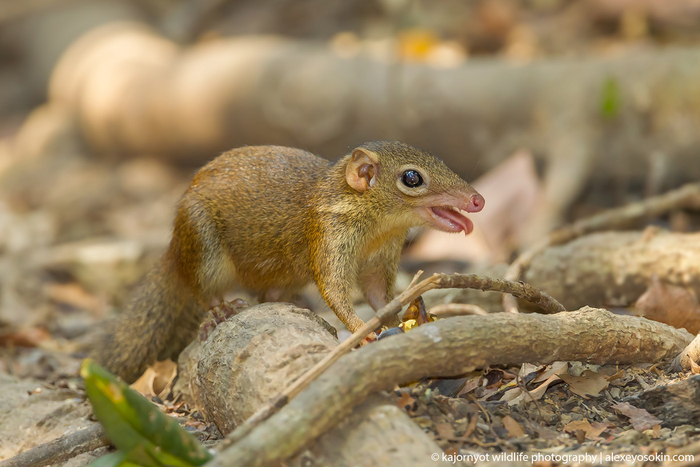 Как этот маленький организм непрерывно переваривает такие ударные дозы спирта всё ещё остаётся загадкой.