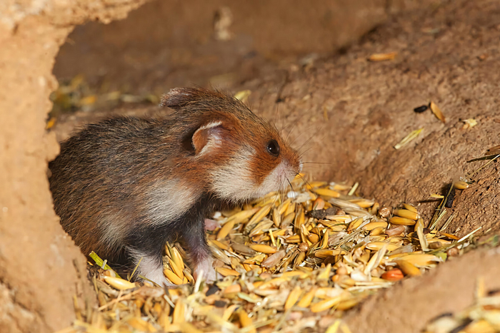 Запас карман не тянет. Особенно, когда он сам собой обращается в спирт.