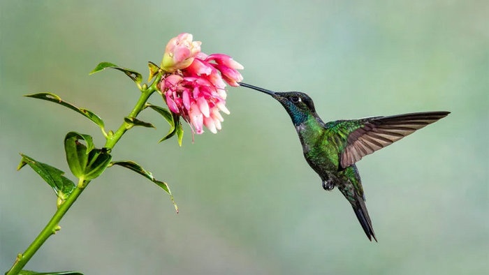 Однако в отличии от хомяков, колибри алкоголя сторонятся. Если им дать выбор между чистым сахарным сиропом и его вариацией с крепостью в 1%, птицы выберут первый вариант.