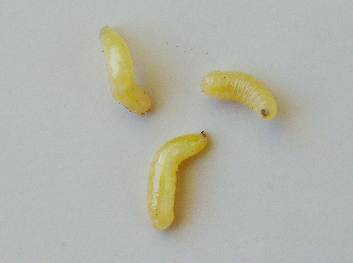 Так, а где спирт?