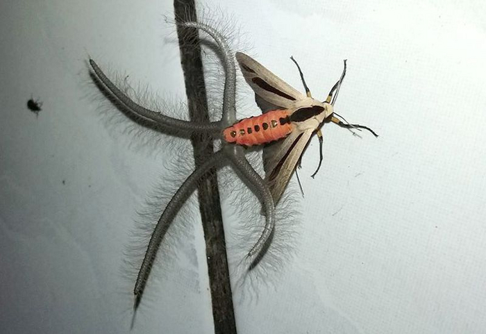 Добрый день, не хотите поговорить о боге нашем, Ктулху?