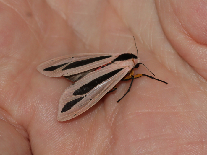 Кстати, без этих штуковин моль выглядит абсолютно безобидной!