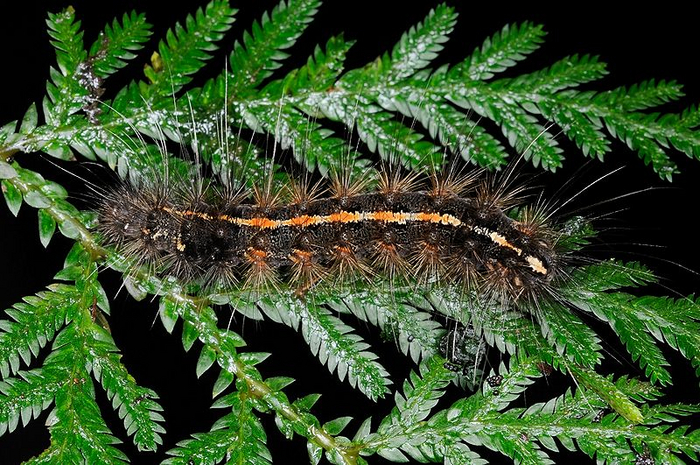 Выглядят гусеницы, как часть коремат. Такие же толстые, длинные и волосатые.