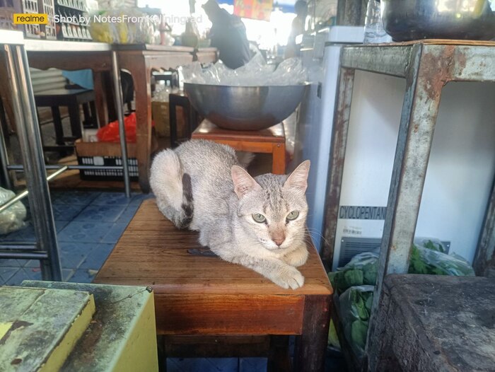 Уличные красавцы