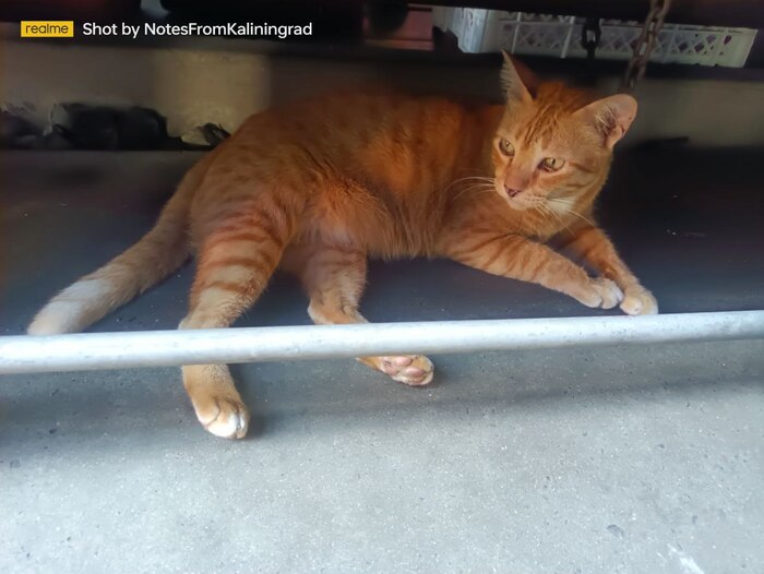 Уличные красавцы