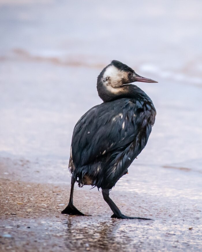 К лету пляжи Анапы будут полностью очищены от мазута – если не потребуется 5-6 лет…