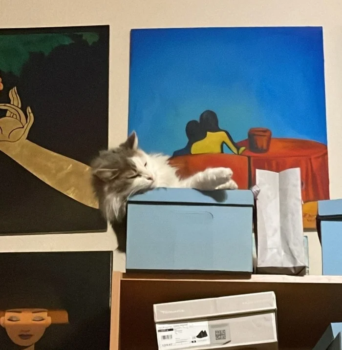 Saint Petersburg: Two bottomless oceans of eyes in good hands! - My, cat, No rating, Tricolor cat, Homeless animals, Cat lovers, Overexposure, Good league, Milota, Kindness, Volunteering, Lost, Shelter, Saint Petersburg, In good hands, Care, Charity, Veterinary, Fat cats, Longpost