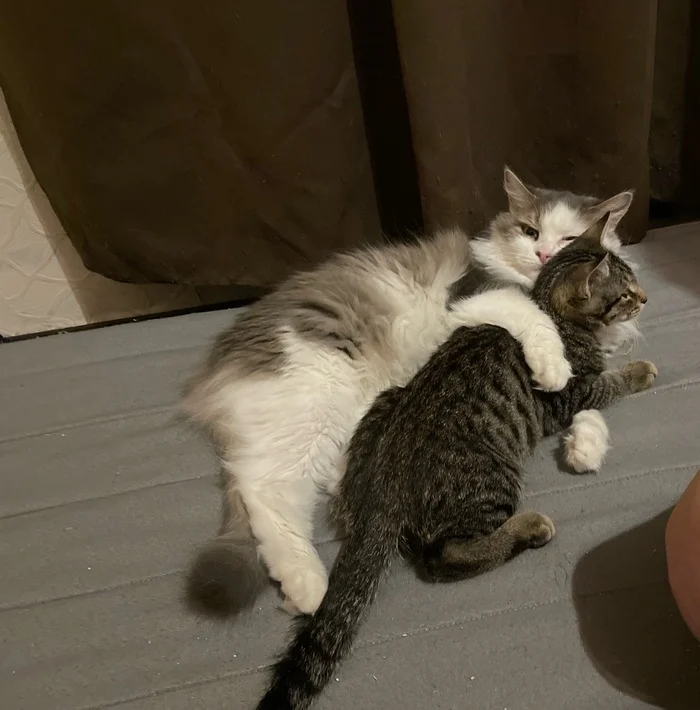 Saint Petersburg: Two bottomless oceans of eyes in good hands! - My, cat, No rating, Tricolor cat, Homeless animals, Cat lovers, Overexposure, Good league, Milota, Kindness, Volunteering, Lost, Shelter, Saint Petersburg, In good hands, Care, Charity, Veterinary, Fat cats, Longpost