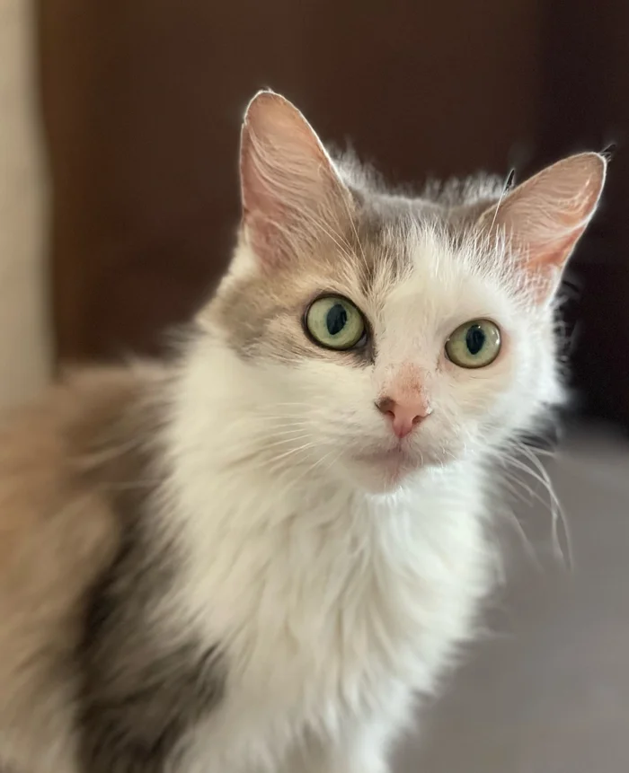 Saint Petersburg: Two bottomless oceans of eyes in good hands! - My, cat, No rating, Tricolor cat, Homeless animals, Cat lovers, Overexposure, Good league, Milota, Kindness, Volunteering, Lost, Shelter, Saint Petersburg, In good hands, Care, Charity, Veterinary, Fat cats, Longpost