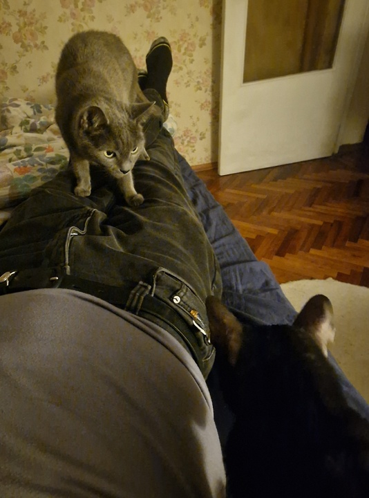 Встреча вечером, предварительное обсуждение схемы лечения хозяина.