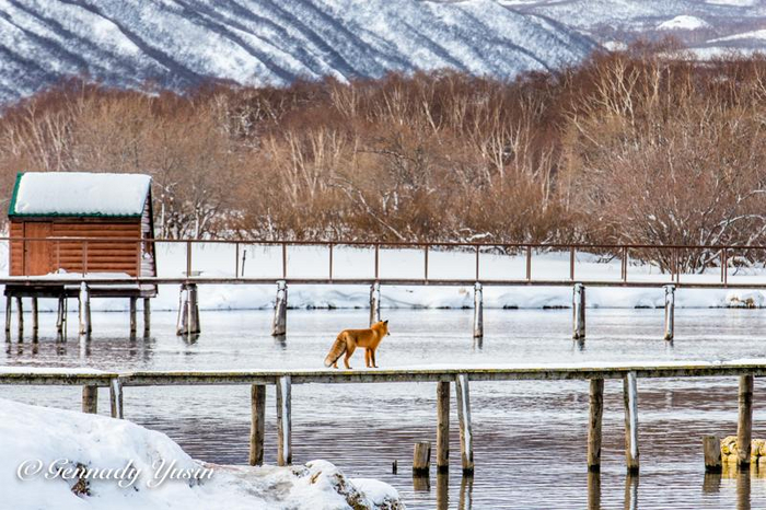 Пока спят медведи