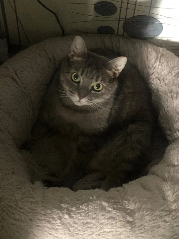 An unbearable but necessary farewell - My, cat, Disease, Sadness, Parting, Longpost