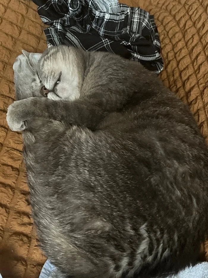 An unbearable but necessary farewell - My, cat, Disease, Sadness, Parting, Longpost
