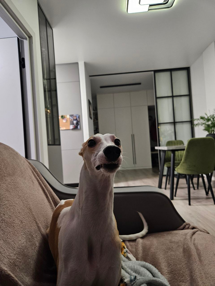    , , ,  , 