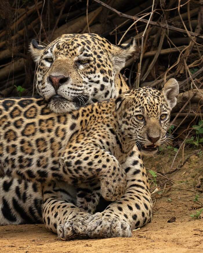 Мамина опора