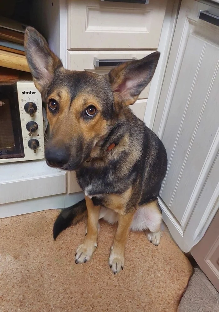 Saint Petersburg: Maybe you are looking for me? - My, In good hands, Homeless animals, Good league, Overexposure, Shelter, Dog, Milota, Volunteering, Lost, Kindness, Veterinary, Cat lovers, Saint Petersburg, No rating, Care, Charity, Video, Short videos, Longpost