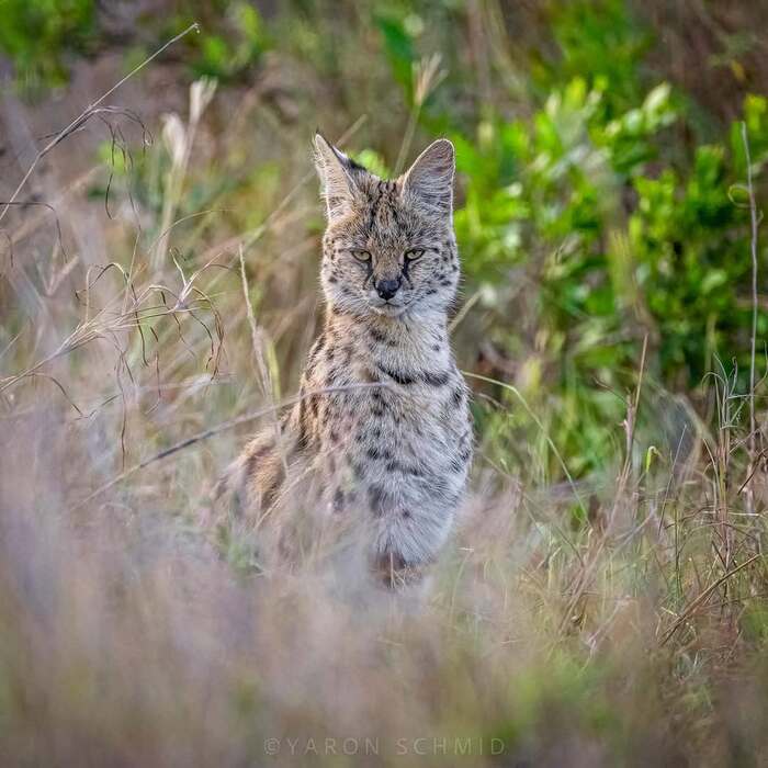 Угрюмый сервал