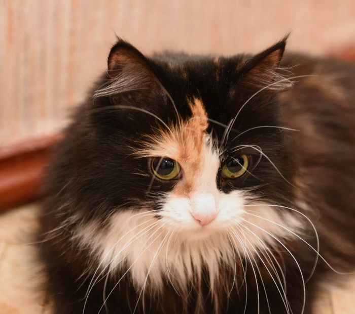 ���� �� ���������