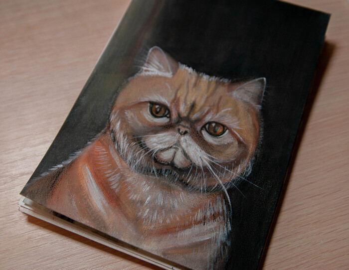 " "-     ,  , Grumpy Cat, , ,   , , , , ,  , 