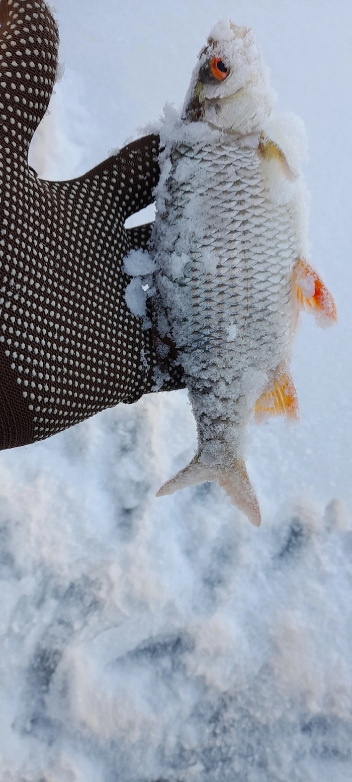 ������� ���������.�.����������.��������� �������.