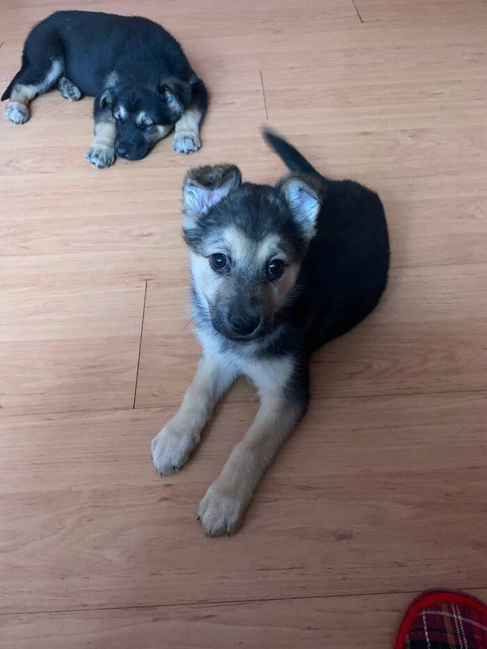 Вот такая звёздочка приехала погостить