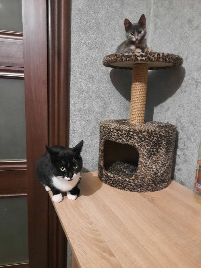 ������ ������