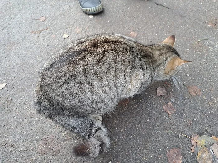 If you look closely at the cat's fur... - My, cat, Color, Wool, Similarity, Funny, Longpost, Milota