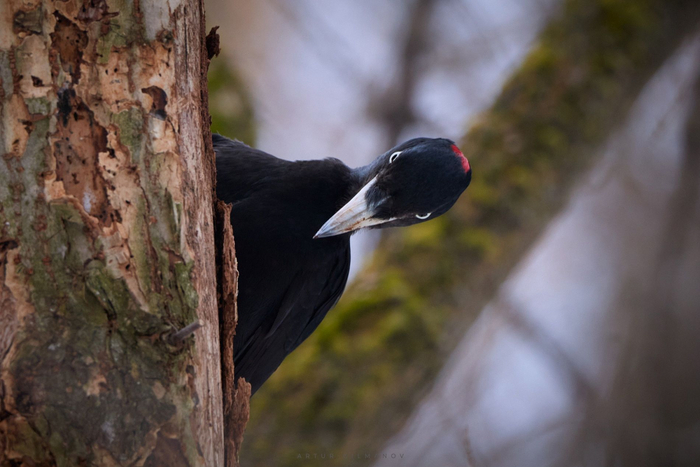 Этот лес болен, я должен очистить его от скверны.