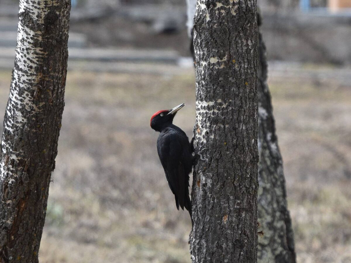 Хм...зачем мне долбить в городе, если тут и так все ДОЛБАНУТЫЕ?