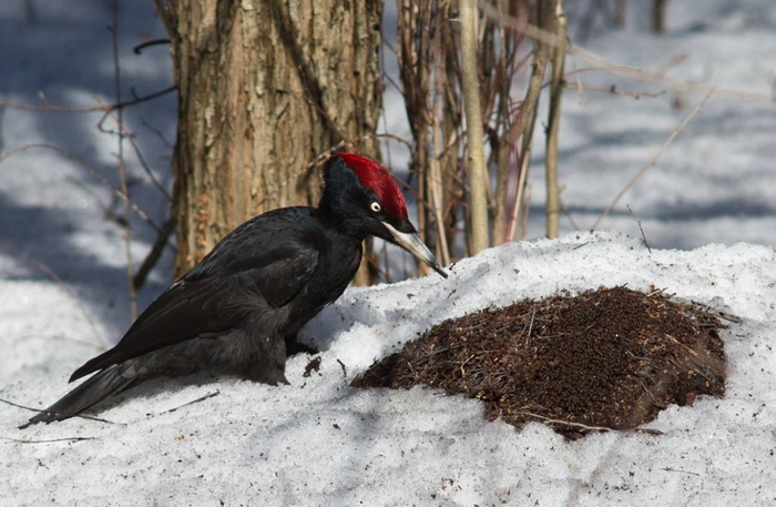 Мистер желна ранней весной решил перекусить сонными муравьями.