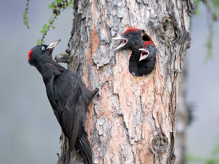 Единственная семья, у которой никогда нет проблем с недвижимостью.