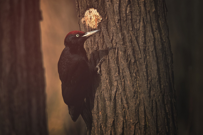 Долбить или долбить – вот в чем вопрос.