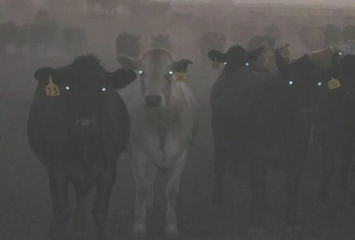 Понавыделяли тут газу, пройти невозможно!