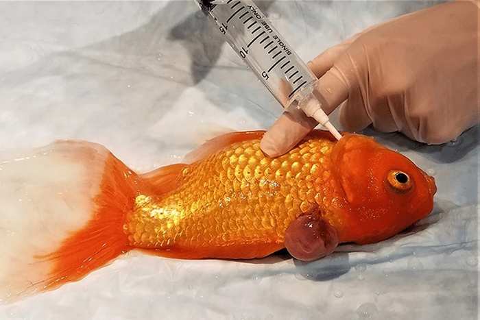   ,     ,     .   99%             .    .