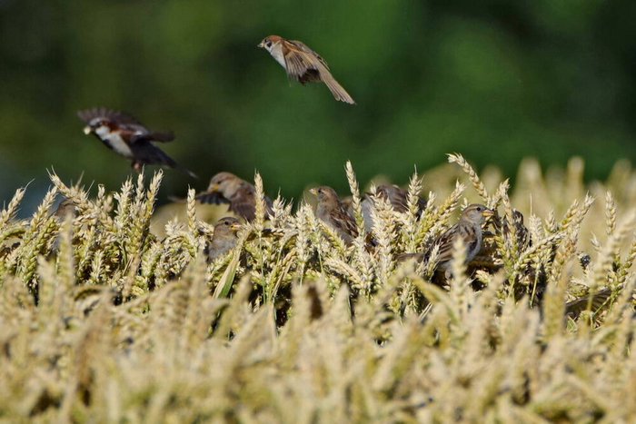 Большую часть жизни воробьи действительно питаются зерном. Но поедают они не только ценные культуры, но и семена различных сорняков.