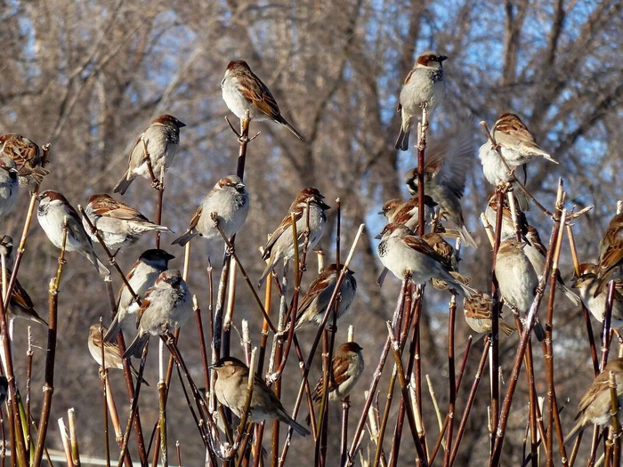 Ура! Воробьи распустились!