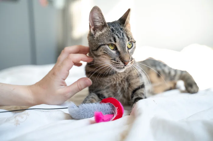 Saint Petersburg: The most gentle Mouse is looking for a home! - My, Shelter, Cat lovers, Overexposure, cat, Homeless animals, Good league, In good hands, Volunteering, Lost, Kindness, Milota, Tenderness, No rating, Veterinary, Care, Charity, Help, Video, Vertical video, Short videos, Longpost, Saint Petersburg
