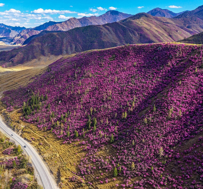 Цветение Маральника на Алтае