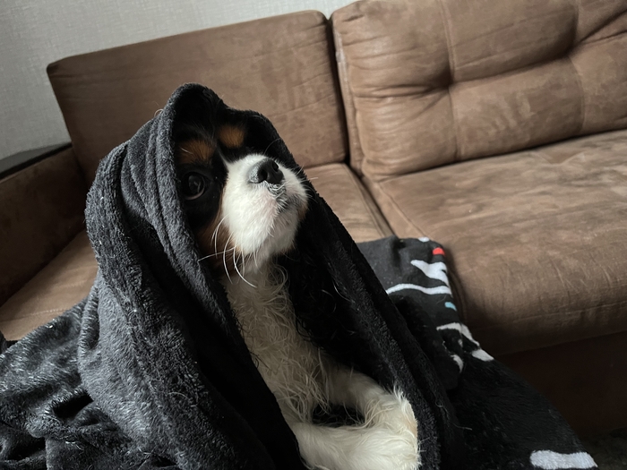 Ответ на пост «Скучно, просто решил показать своего котенка»