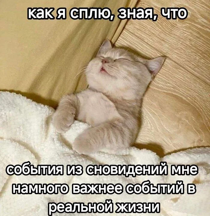 I can't wait to fall asleep - My, Memes, Picture with text, cat, Sad humor