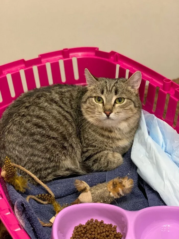 Long-suffering Teddy is home!!! - My, cat, Kittens, Found a home, Pets, Video, Vertical video, Short videos, Longpost