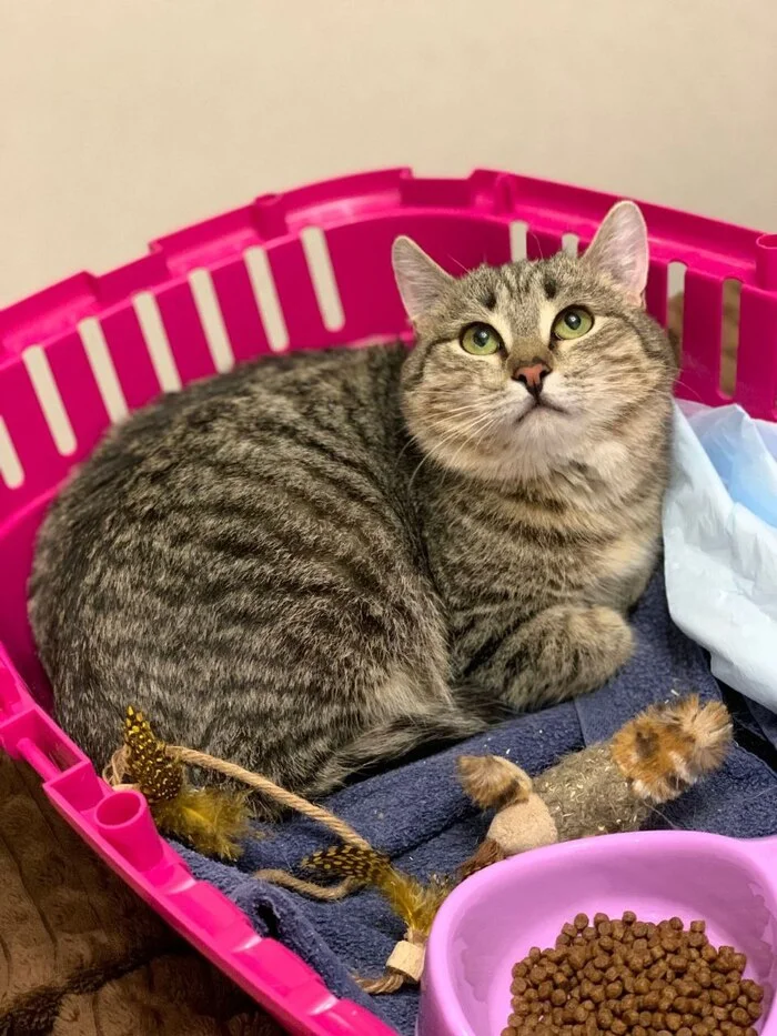 Long-suffering Teddy is home!!! - My, cat, Kittens, Found a home, Pets, Video, Vertical video, Short videos, Longpost