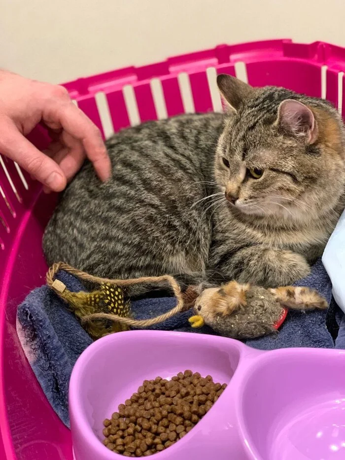 Long-suffering Teddy is home!!! - My, cat, Kittens, Found a home, Pets, Video, Vertical video, Short videos, Longpost